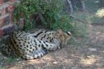 safrica10_image70.jpg